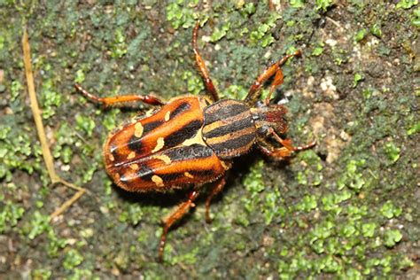 歐亞銅星花金龜|金龜科 Scarabaeidae 